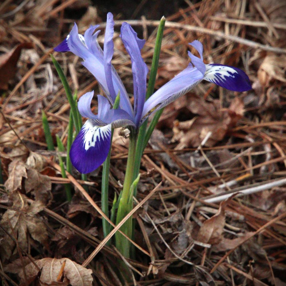 Photo of Reticulated Iris (Iris reticulata) uploaded by LoriMT