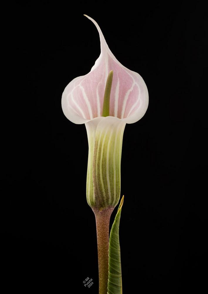 Photo of Striped Cobra Lily (Arisaema candidissimum) uploaded by billpusztai