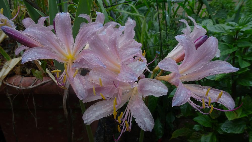 Photo of Surprise Lily (Lycoris squamigera) uploaded by critterologist