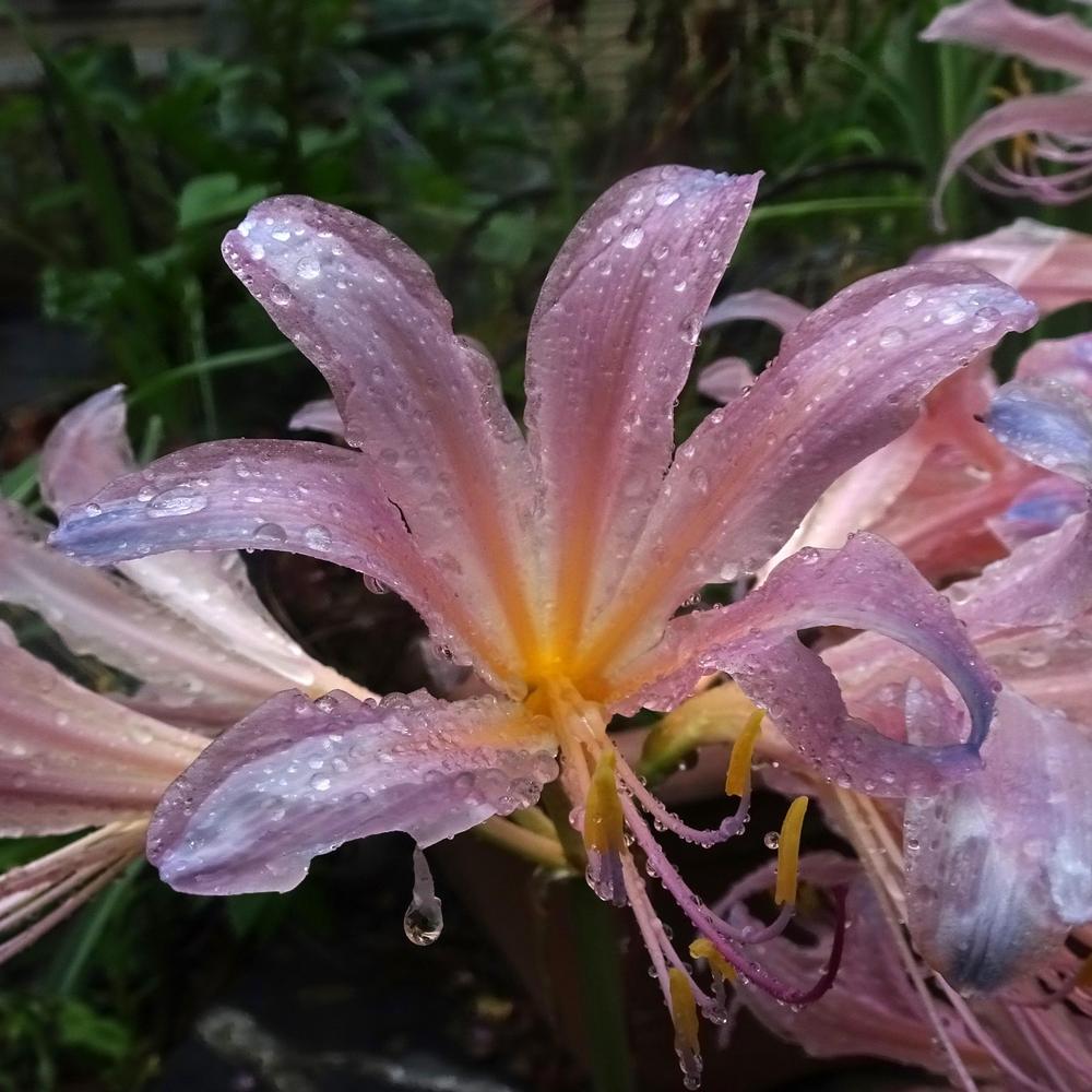 Photo of Surprise Lily (Lycoris squamigera) uploaded by critterologist