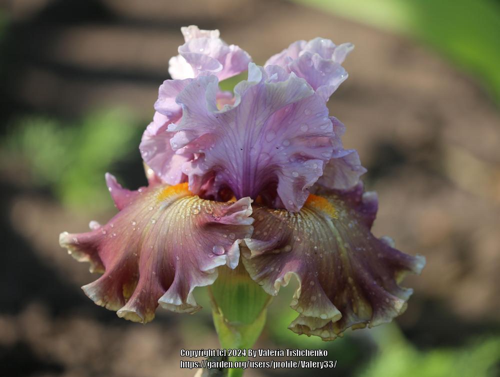 Photo of Tall Bearded Iris (Iris 'Ancient Secrets') uploaded by Valery33