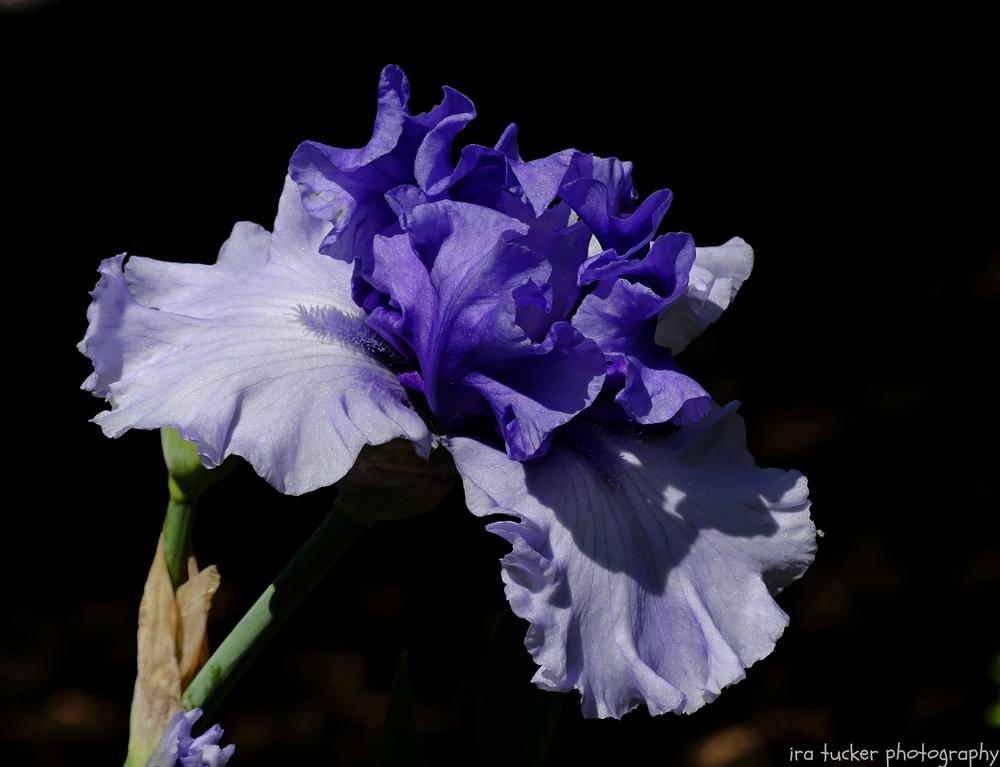 Photo of Tall Bearded Iris (Iris 'Crowned Heads') uploaded by drirastucker