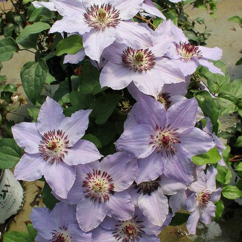 Photo of Clematis Still Waters™ uploaded by Joy
