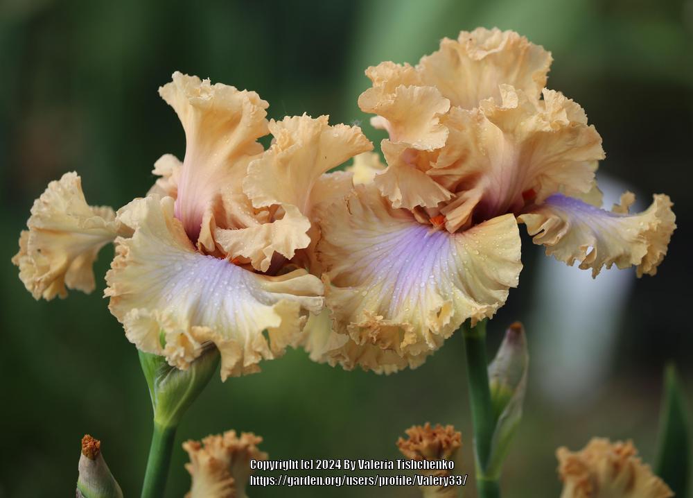 Photo of Tall Bearded Iris (Iris 'Nothing but Class') uploaded by Valery33