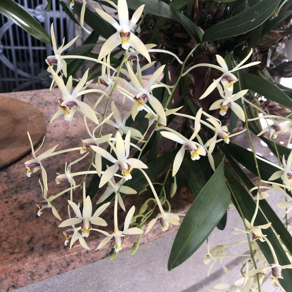 Photo of Orchid (Dendrobium cymbidioides) uploaded by sedumzz