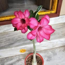Location: Parchur, Andhra Pradesh, India
Date: 2024-02-27
Seed grown double petal