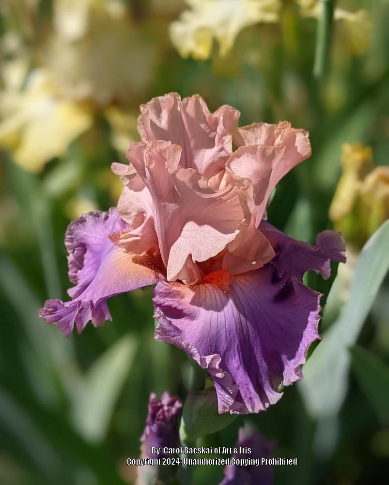 Photo of Tall Bearded Iris (Iris 'Discovered Treasure') uploaded by Artsee1