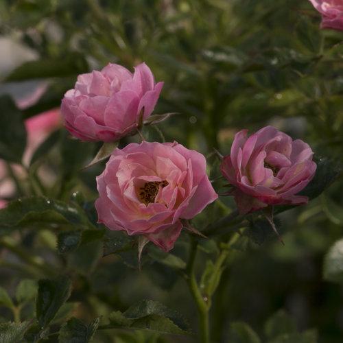 Photo of Rose (Rosa 'Petit Pink') uploaded by Joy