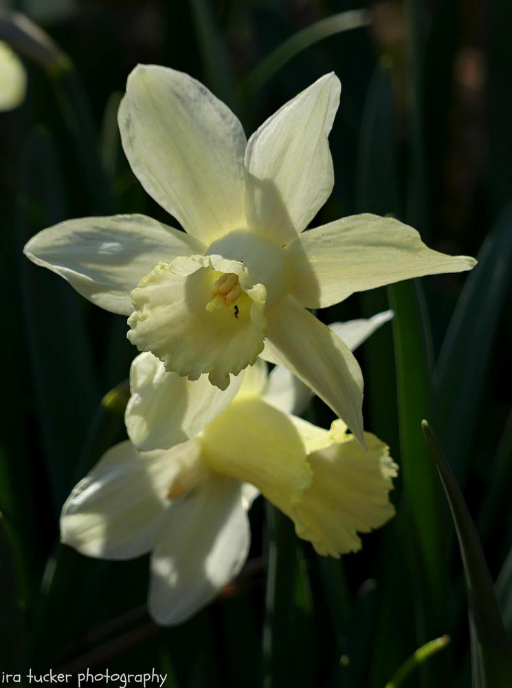 Photo of Trumpet Daffodil (Narcissus 'Snow Baby') uploaded by drirastucker