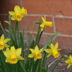 Location: Reding SC gardens in Oklahoma City
Date: 2024-02-27
Daffodil (Narcissus 'Tete-a-Tete')