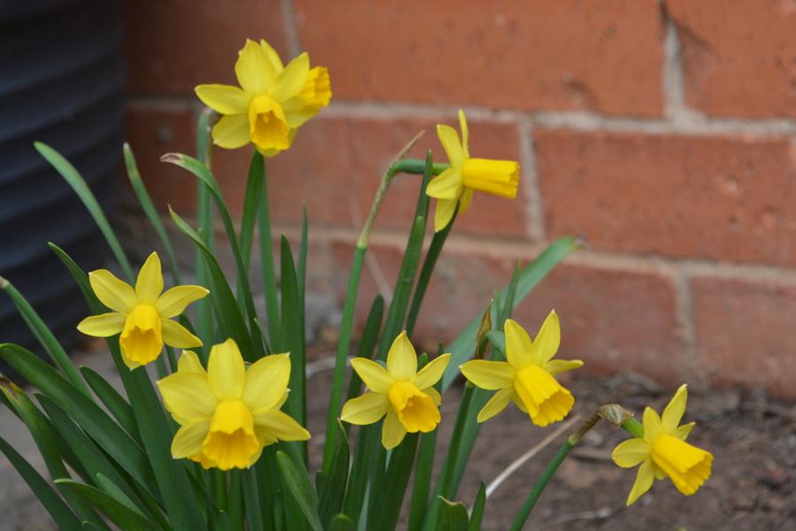 Photo of Daffodil (Narcissus 'Tete-a-Tete') uploaded by jathton