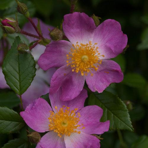 Photo of Rose (Rosa 'Oso Easy Fragrant Spreader') uploaded by Joy