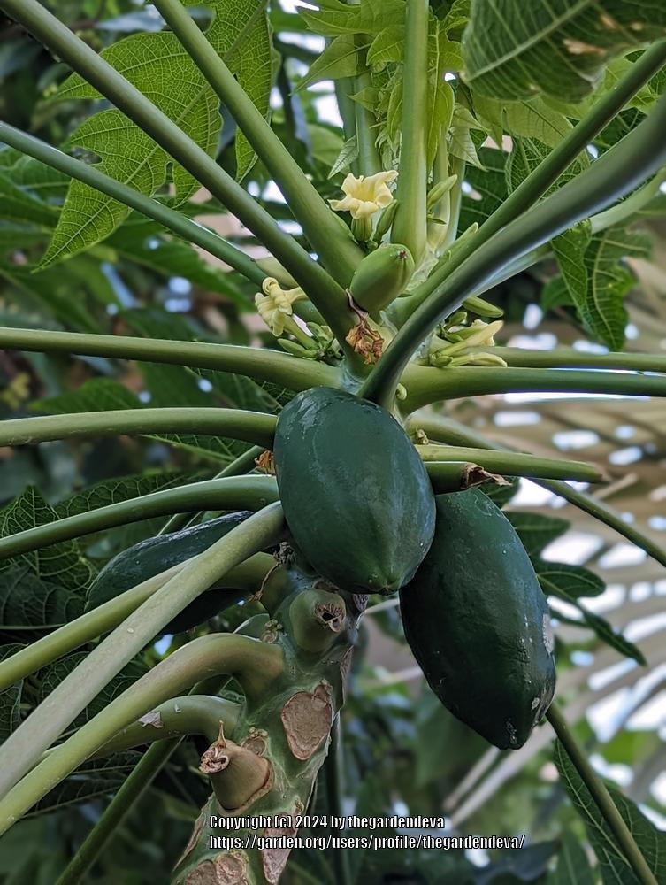 Photo of Papaya (Carica papaya) uploaded by thegardendeva