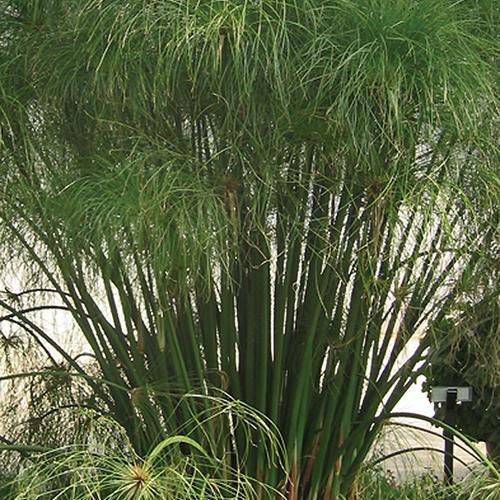 Photo of Papyrus (Cyperus papyrus Graceful Grasses® King Tut®) uploaded by Joy