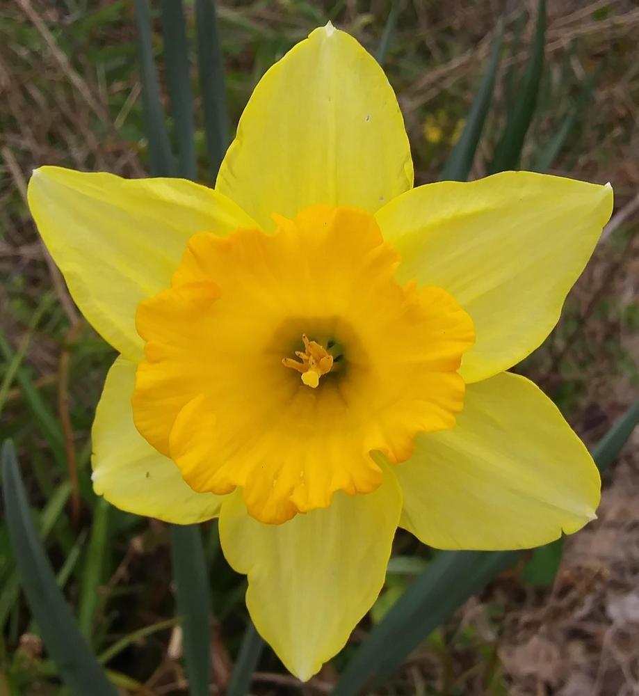 Photo of Daffodils (Narcissus) uploaded by purpleinopp