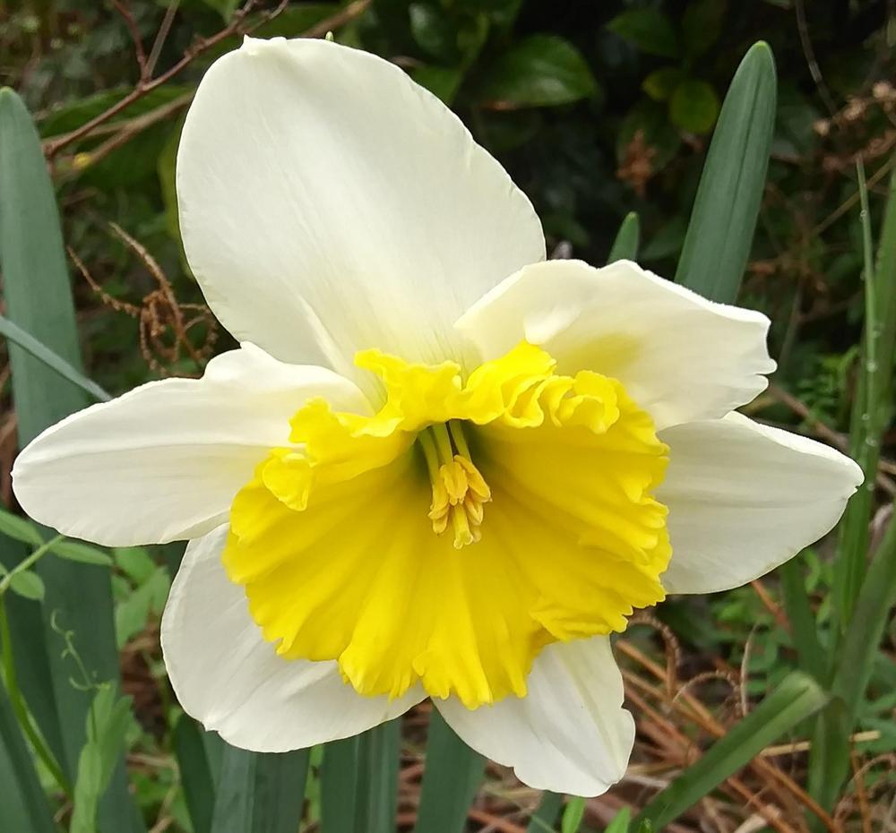 Photo of Daffodils (Narcissus) uploaded by purpleinopp