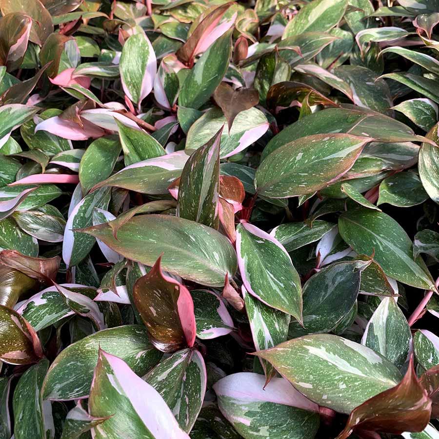 Photo of Blushing Philodendron (Philodendron erubescens 'Pink Princess') uploaded by Joy