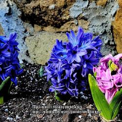 Location: Aberdeen, NC (my garden 2024)
Date: March 2, 2024
Oriental Hyacinth #173 nn; LHB  p. 234, 33-46-1, "An early Greek 