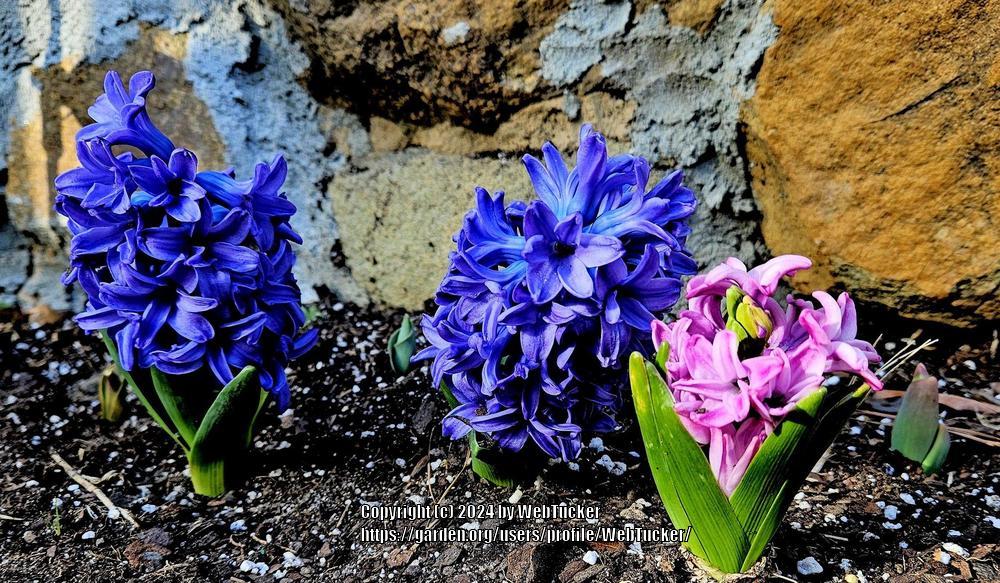 Photo of Hyacinth (Hyacinthus orientalis) uploaded by WebTucker