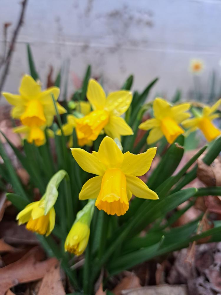 Photo of Daffodil (Narcissus 'Tete-a-Tete') uploaded by BlueRidgeGardener23