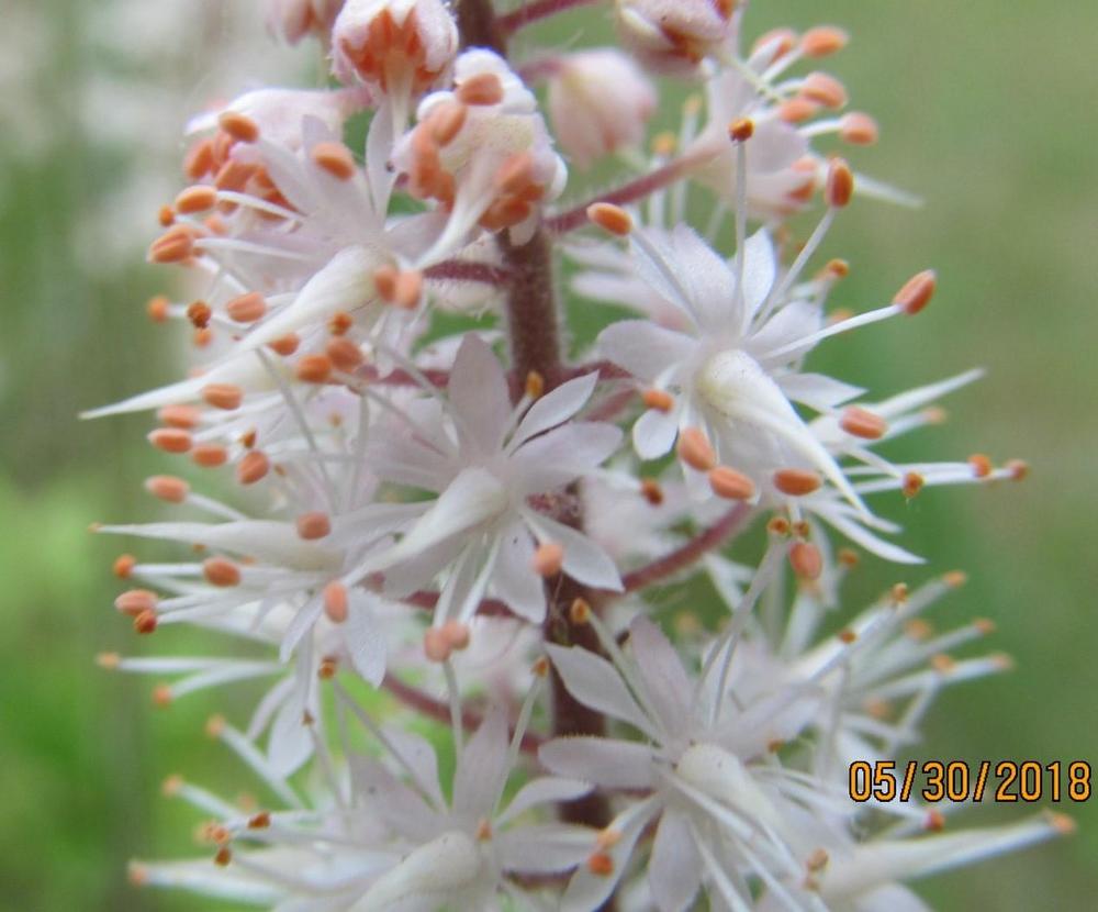 Photo of Bugbane (Actaea simplex 'Hillside Black Beauty') uploaded by Elfenqueen
