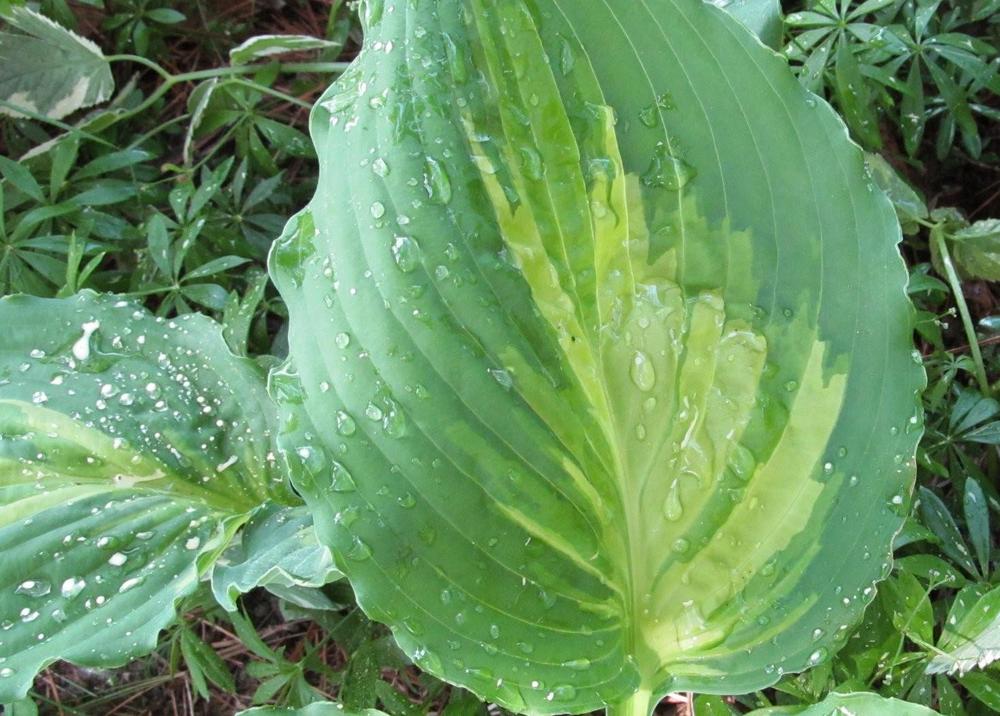 Photo of Hosta 'Lakeside Paisley Print' uploaded by Elfenqueen