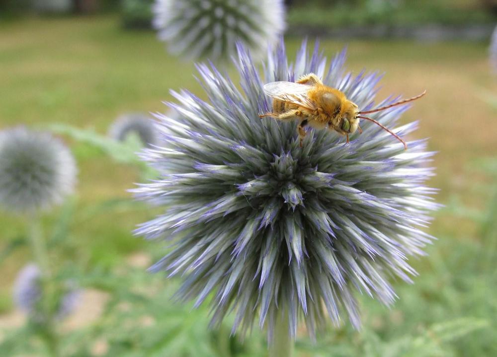 Photo of Globe Thistle (Echinops bannaticus 'Blue Globe') uploaded by Elfenqueen