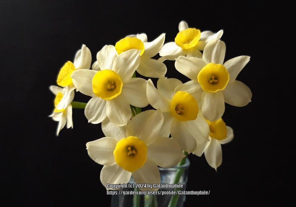 Photo of Tazetta Daffodil (Narcissus 'Minnow') uploaded by Galanthophile