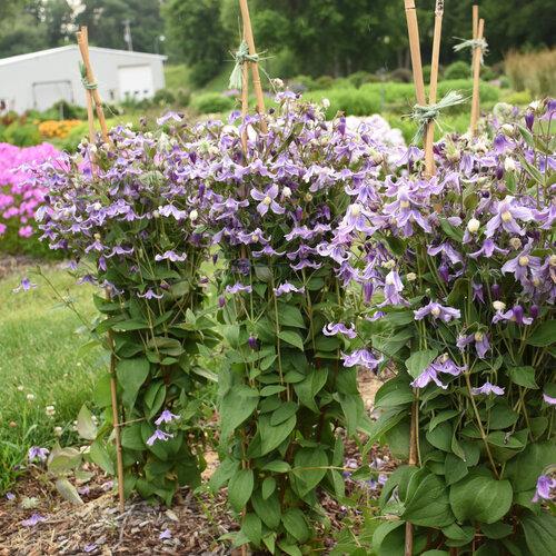 Photo of Bush Clematis (Clematis 'Stand by Me Lavender') uploaded by Joy