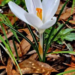 Location: Aberdeen, NC (my garden 2024)
Date: March 4, 2024
Spring Crocus #186 nn; LHB p. 267-37-1-10; MBG, "Genus name comes