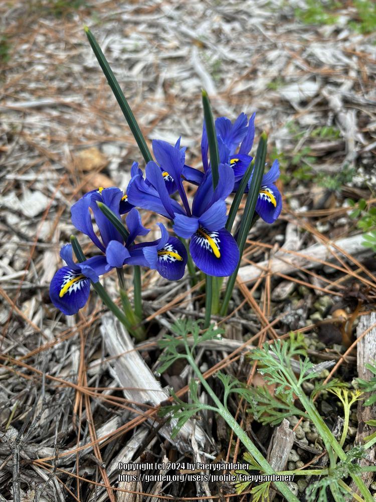 Photo of Reticulated Iris (Iris reticulata 'Harmony.') uploaded by Faerygardener