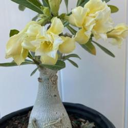 Location: My garden in Tampa, Florida
Date: 2023-03-03
My grafted “yellow” adenium