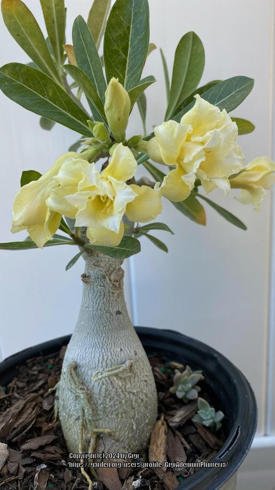 Photo of Desert Rose (Adenium obesum subsp. obesum) uploaded by GigiAdeniumPlumeria