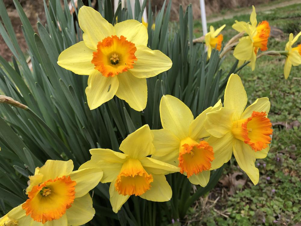 Photo of Daffodils (Narcissus) uploaded by poisondartfrog