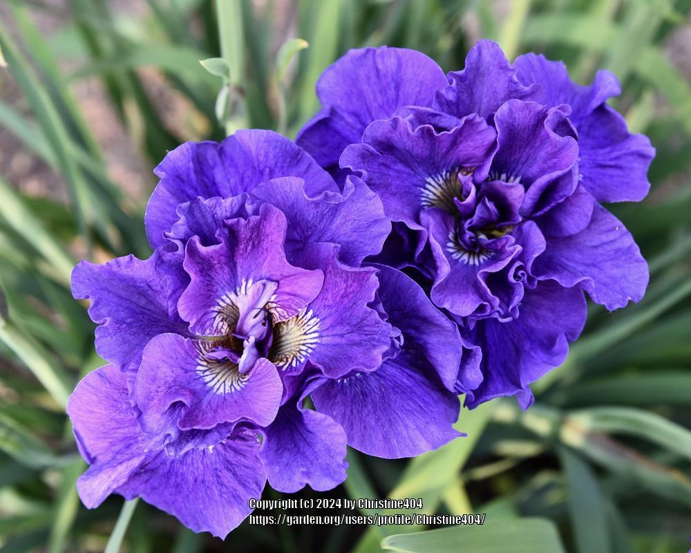 Photo of Siberian Iris (Iris 'Concord Crush') uploaded by Christine404