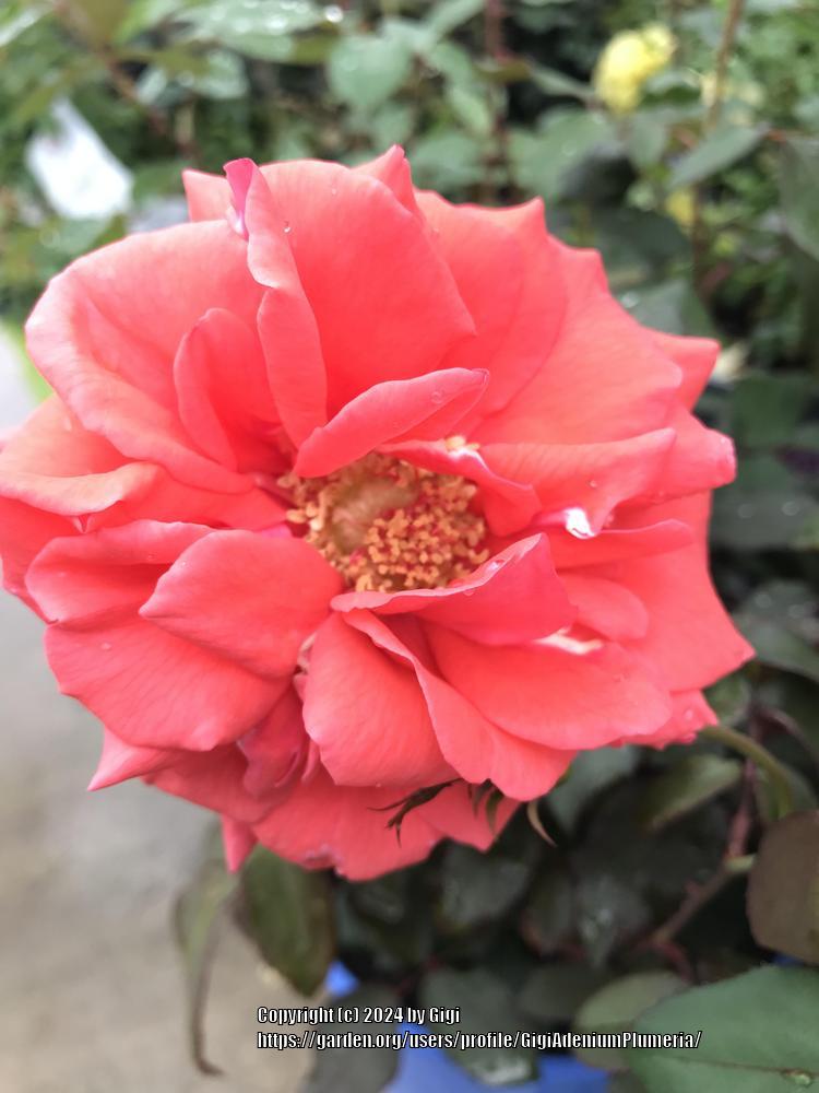 Photo of Rose (Rosa 'Fragrant Cloud') uploaded by GigiAdeniumPlumeria