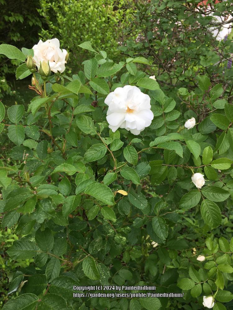 Photo of Hybrid Rugosa Rose (Rosa 'Blanc Double de Coubert') uploaded by Paintedtrillium