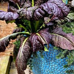 Location: Sandhills Horticultural Gardens Southern Pines, NC
Date: March 7, 2024
Swiss chard #256 nn; LHB page 353, 57-2-1 "Greek name for beets."