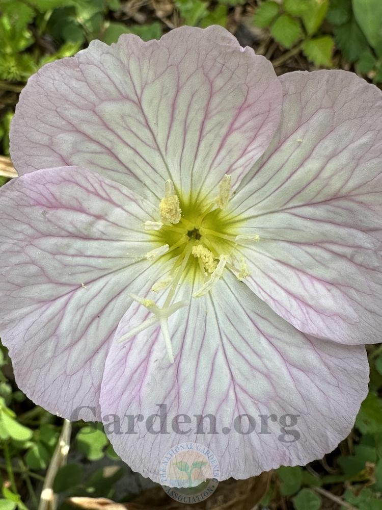 Photo of Pink Evening Primrose (Oenothera speciosa) uploaded by chickhill