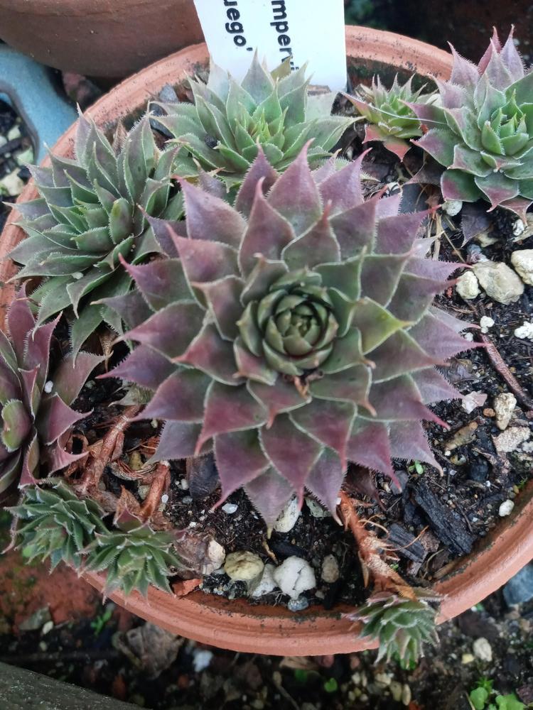 Photo of Hen and Chicks (Sempervivum 'Fuego') uploaded by GentianGrower