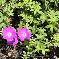 Location: Southern Maine
Date: 2023-07-05
Hardy geranium, my seedling, pretty, prostrate growth and has int