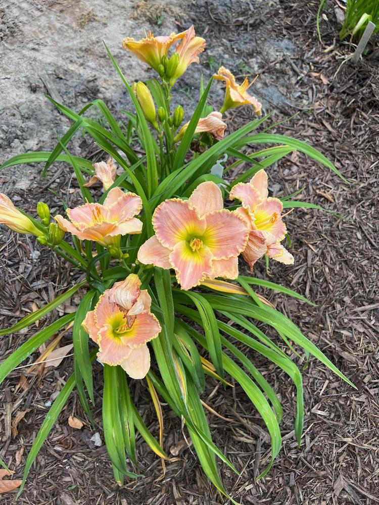 Photo of Daylily (Hemerocallis 'Belle Cook') uploaded by Redemptionnursery