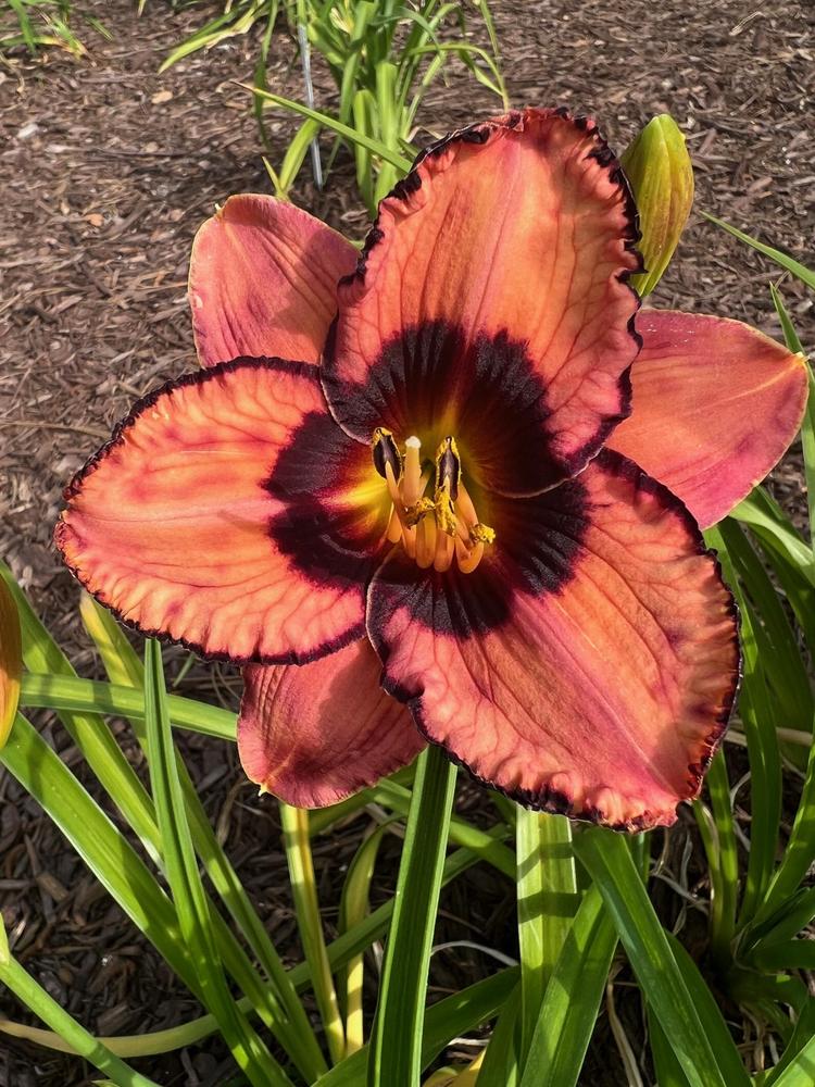 Photo of Daylily (Hemerocallis 'Courting Trouble') uploaded by Redemptionnursery