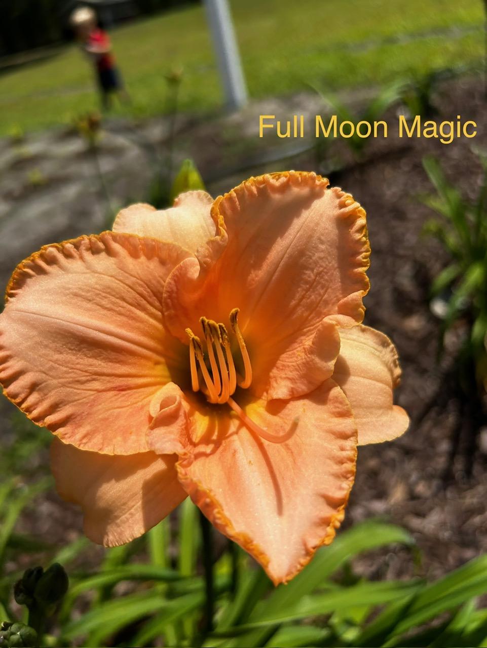 Photo of Daylily (Hemerocallis 'Full Moon Magic') uploaded by Redemptionnursery