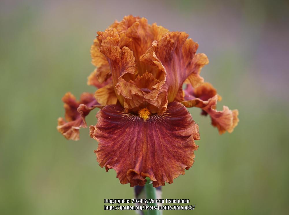 Photo of Tall Bearded Iris (Iris 'Chestnuts Roasting') uploaded by Valery33