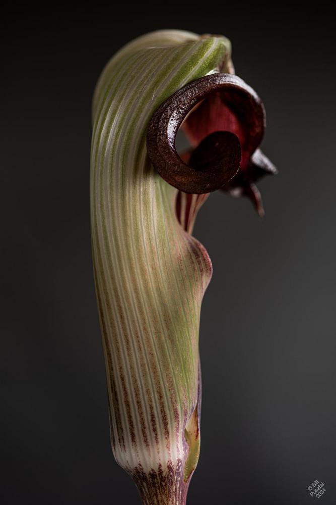 Photo of Cobra Lily (Arisaema ringens) uploaded by billpusztai