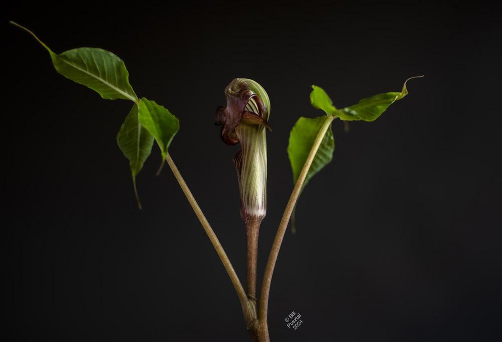 Photo of Cobra Lily (Arisaema ringens) uploaded by billpusztai
