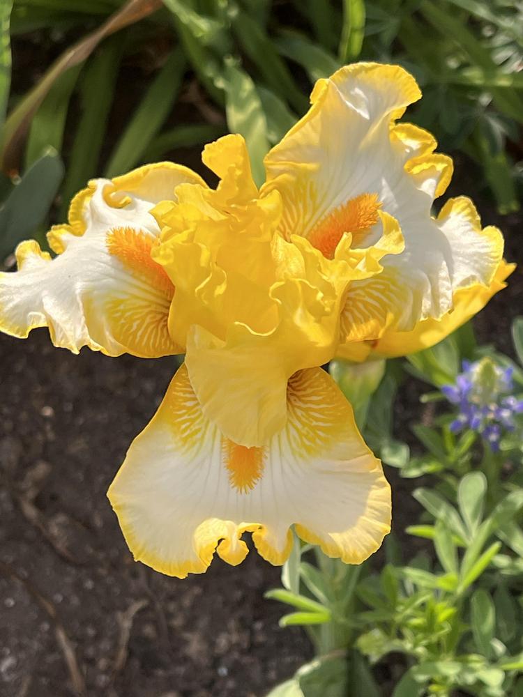 Photo of Tall Bearded Iris (Iris 'Sunrise Elegy') uploaded by makakaualii