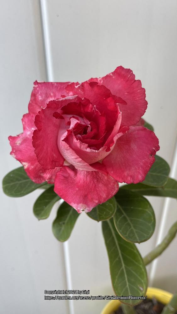 Photo of Desert Rose (Adenium obesum subsp. obesum) uploaded by GigiAdeniumPlumeria