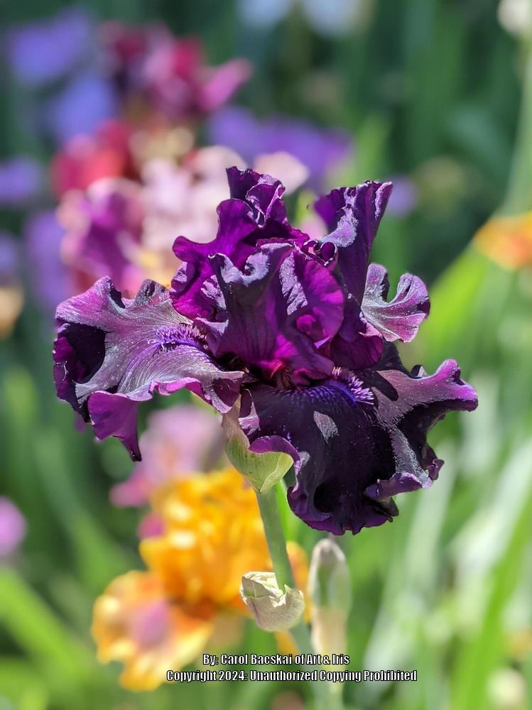 Photo of Tall Bearded Iris (Iris 'Badlands') uploaded by Artsee1